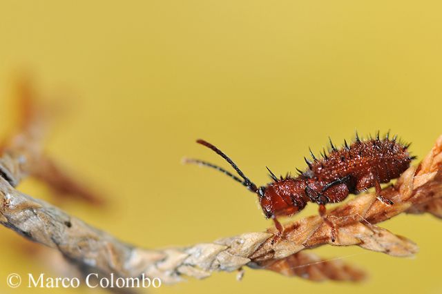 Dicladispa testacea, un simpatico coleottero